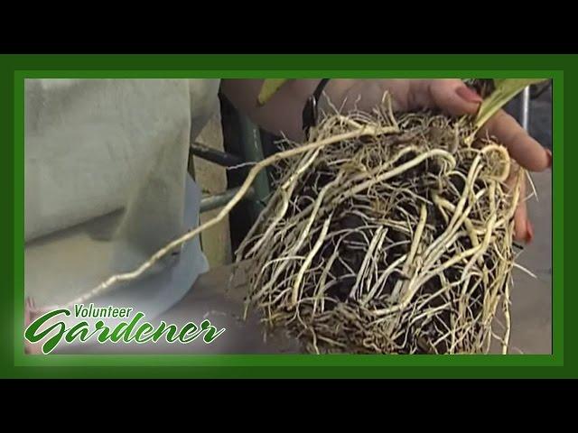 Root Cuttings | Volunteer Gardener