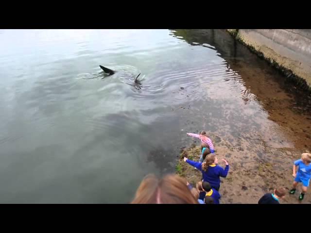 Shark in Portrush Harbour (Northern Ireland)
