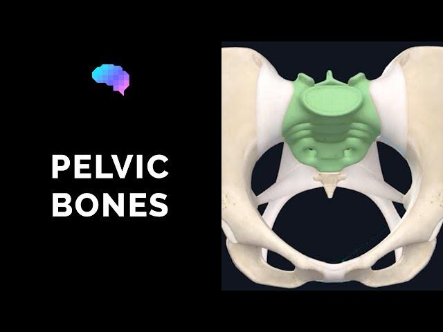 Bones of the Pelvis (3D Anatomy Tutorial) | UKMLA | CPSA