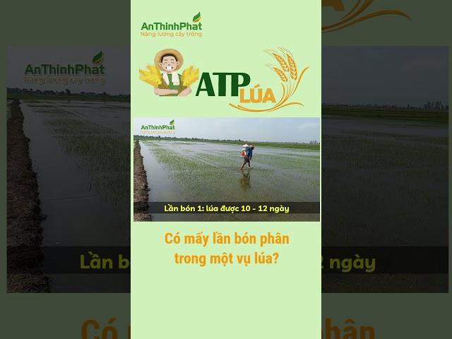 CÓ MẤY LẦN BÓN PHÂN TRONG MỘT VỤ LÚA? | An Thịnh Phát