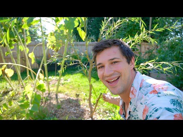 GIANT Weeping Willow Cutting Growth Update!