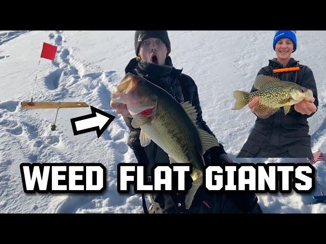 Ice Fishing SHALLOW Weed Flats for BIG Bass and CRAPPIE! (Tip Ups + Jigging)