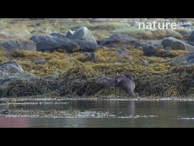Adult Eurasian otter and pup eating crabs on seaweed cover rocks, Norway