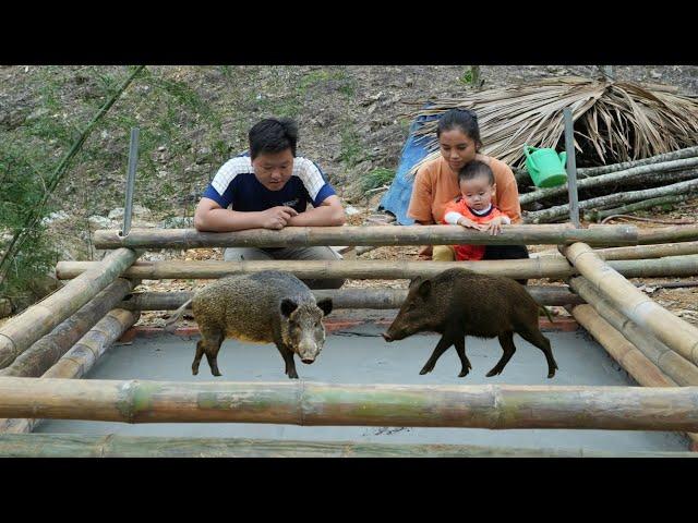 Completing the Shelter, Ly Thi Di Continues to Build a Livestock Farm
