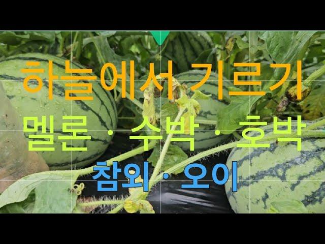 하늘에서 멜론ㆍ호박ㆍ수박ㆍ참외 기르기#고니팜#240707