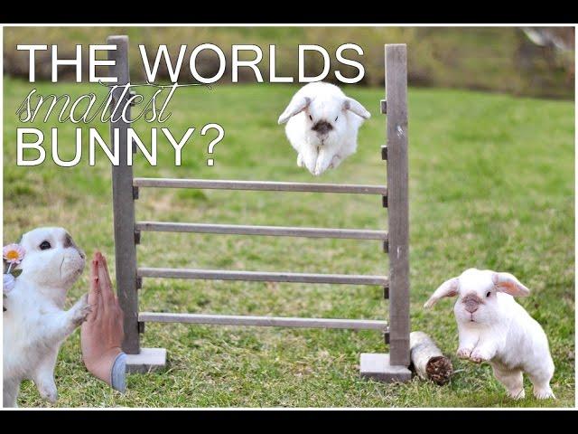 Amazing Bunny Tricks!