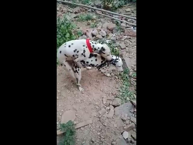 Dalmatian dog meeting #AnimalLover #Dalmatian Dog #Dalmatian101#viralvideo