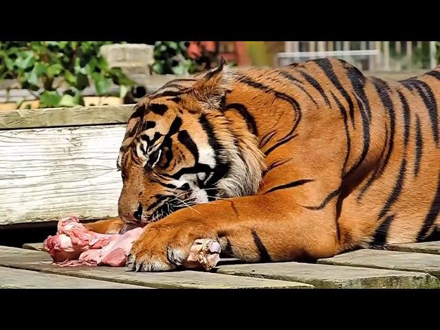 The Zoo at Flamingo Land