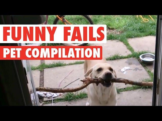 Funny Dogs And Cats || Silly Pet Fails Compilation