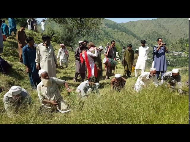 Hazara Grass Cutting With Hashar Mansehra Dharyal