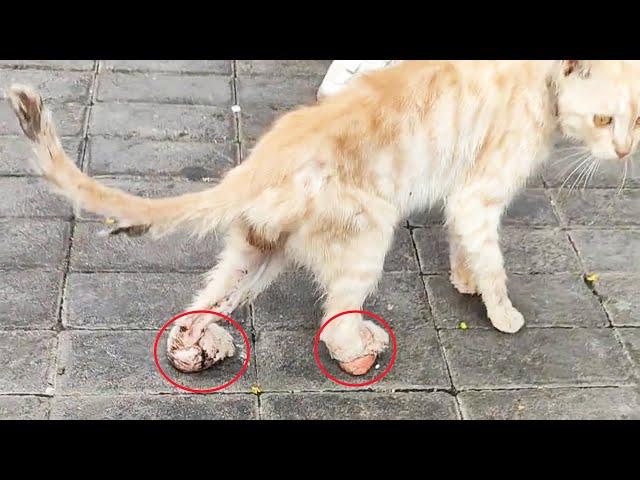 Stray cat with missing claws walks on "meat ball", every step hurts like a knife