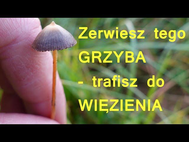 Łysiczka lancetowata