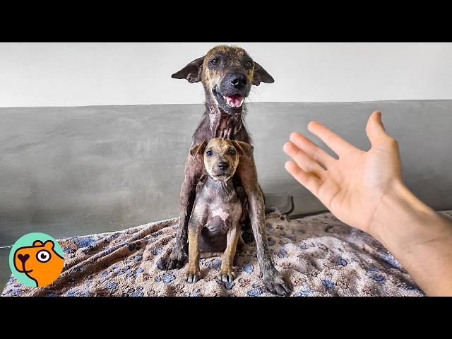 Mama Dog Did Everything to Protect Her Puppy | Cuddle Buddies