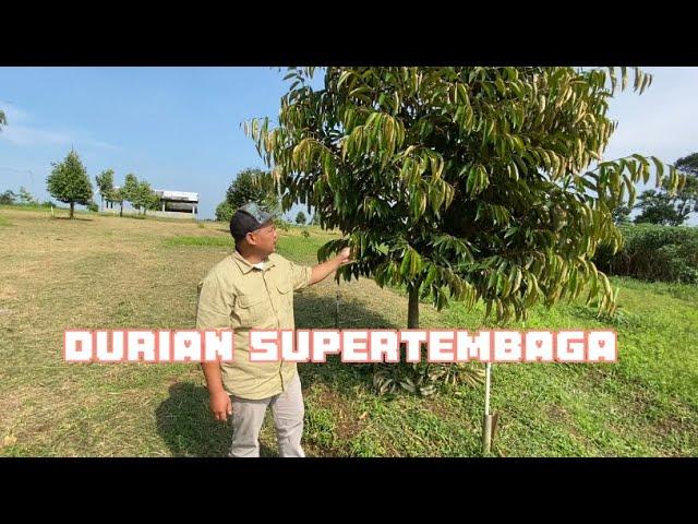 Durian Supertembaga di Kebun Durian Traveler