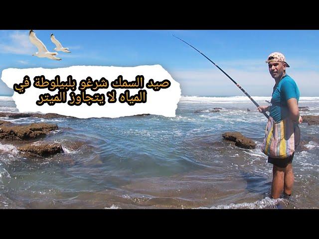 صيد السمك شرغو بلبيلوطة في المياه لا يتجاوز الميتر (1) 