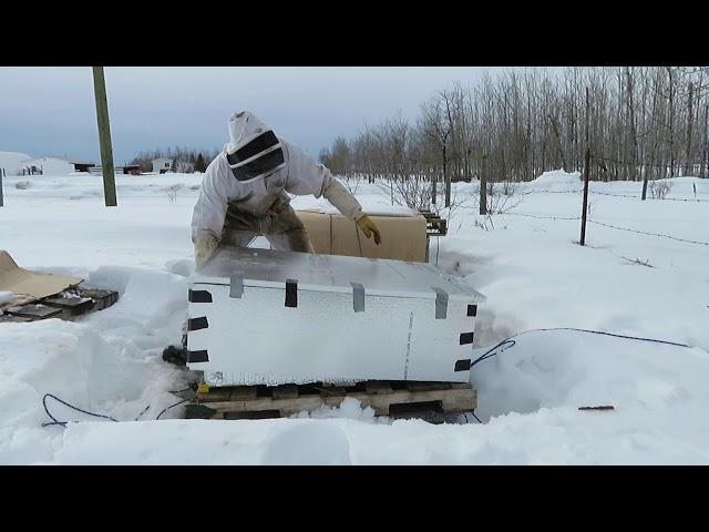 An Alberta Bee Keepers Vlog