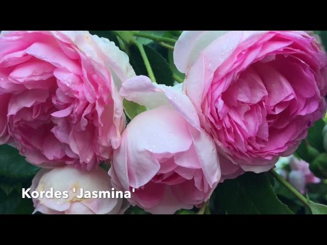 Tour of Roses in my Southern Garden Organically Grown//The Graceful Gardener