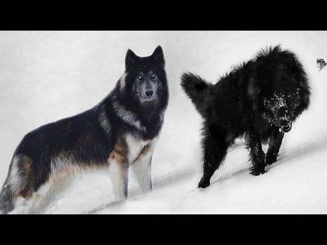 These 10 Dogs Look Really Like Wolves!