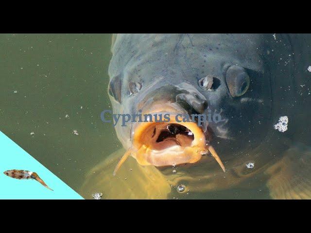 common carp (cyprinus carpio)