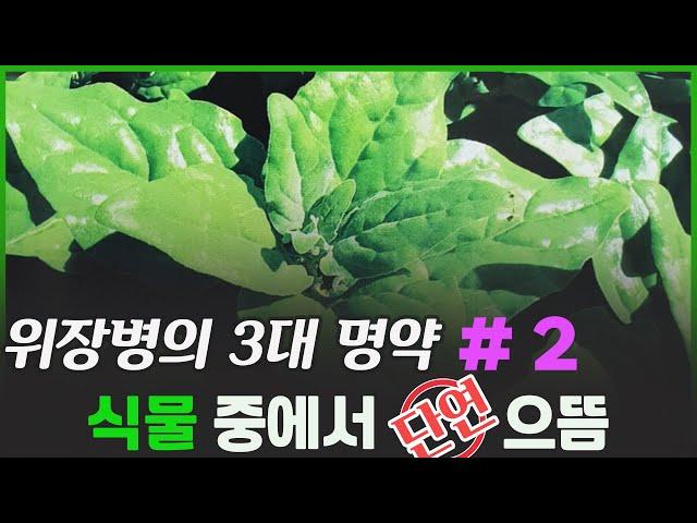 번행초 효능 부작용 먹는법  위장에 효능이 좋은 약초