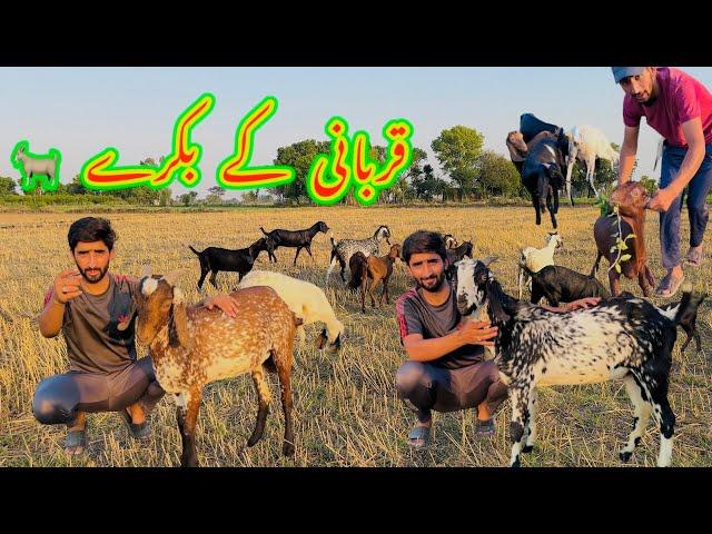 QURBANI KA BAKRA  Kitne Bakra Ki Qurbani Kare Ga …?