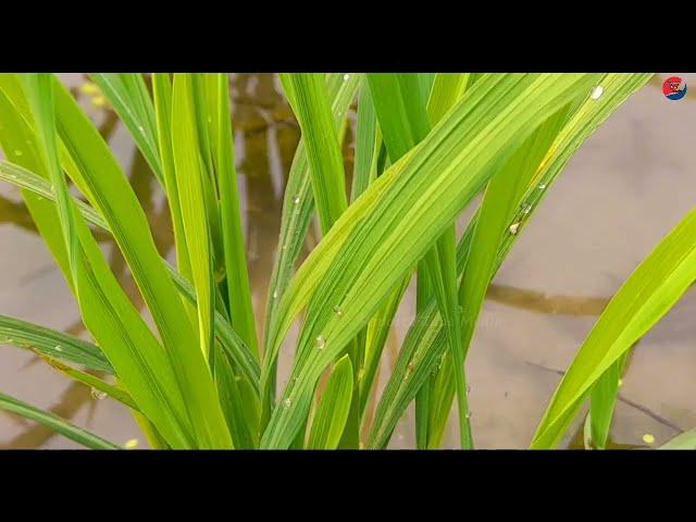 Vlog- 87 | Care and maintenance of growing rice plants | Natural view |►Reporter Tube Media