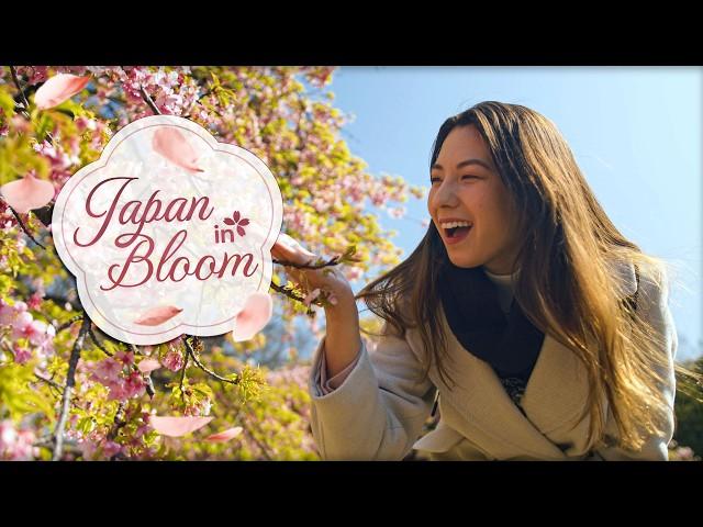 How To Make Your Japan Cherry Blossom Trip EXTRA Special!