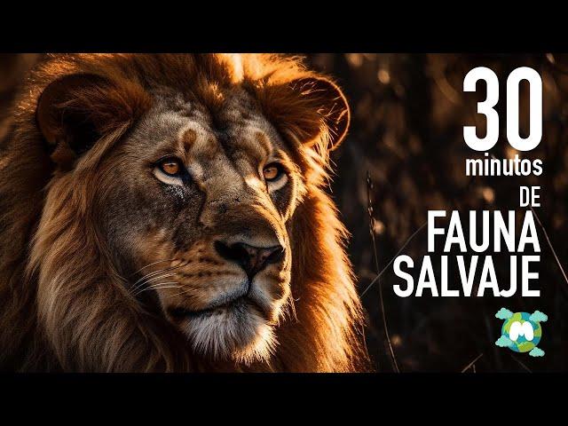 FAUNA SALVAJE | 30 minutos en Tierra, Aire y Agua.