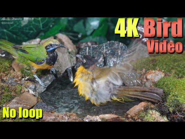 Cat TV | Dog TV! 4HRS of Soothing Birdbath with Birds Chirping for Separation Anxiety, No Loop! A162