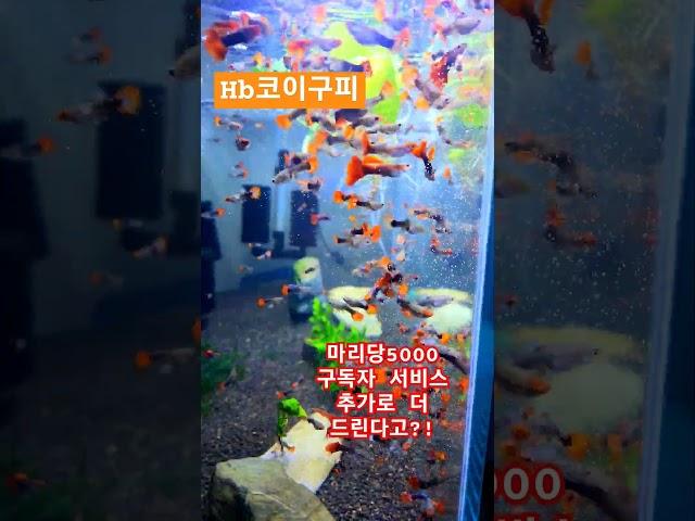 구피 사오면 죽는다는분들..건강한 구피 받으셔야 성공합니다