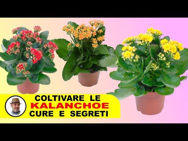 KALANCHOE COLTIVAZIONE CURE E SEGRETI