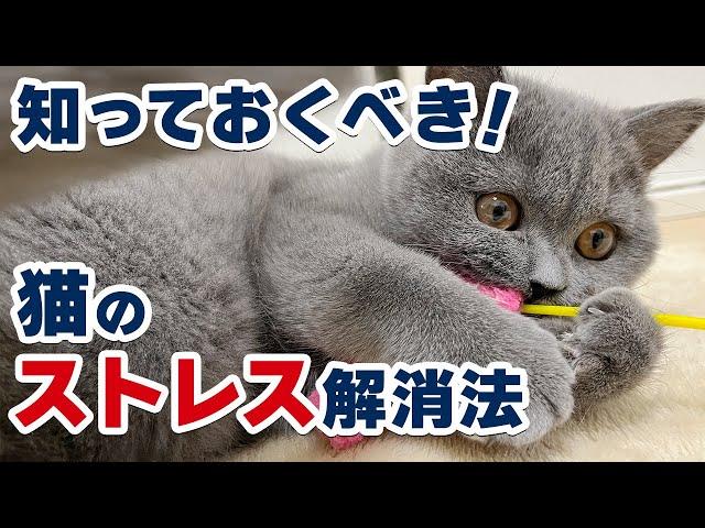 【猫のストレス解消法】猫のストレスを解消する効果的な方法をご紹介