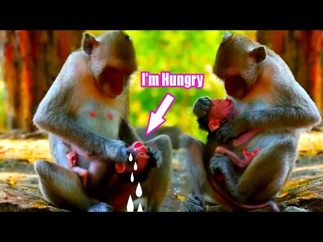 A movements monkey mom trying to weaning her cute baby