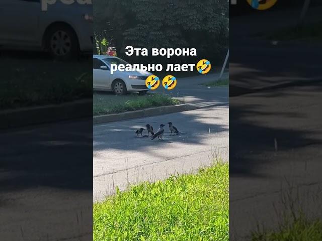ворона залаяла, чтобы побороться за добычу)))
