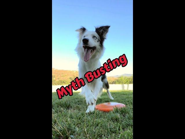 Myth Busting - Dog Training #dogtraining #shorts