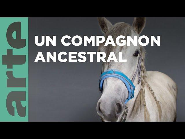 Le cheval | Nos animaux et nous | ARTE Family