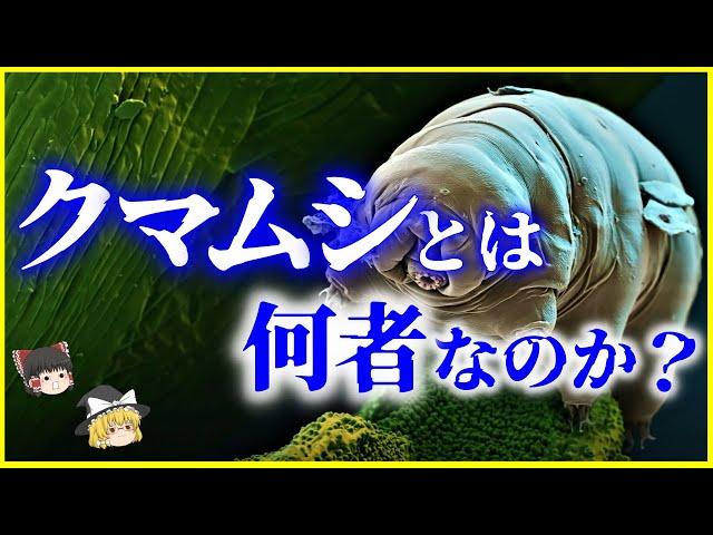 【ゆっくり解説】何故最強と言われる？「クマムシ」とは何者なのかを解説/放射能・真空・高温・低温でも死なない？緩歩動物とは？