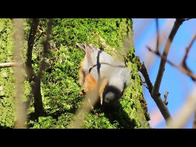 Boomklever, Nuthatch, Sittelle. Savelsbos.