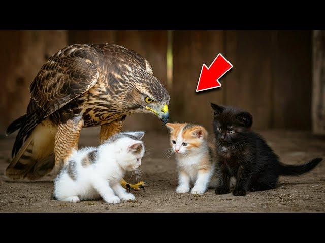 Falcon Finds Abandoned Kittens In Barn, Then Does Something That Made Scientists CRY!