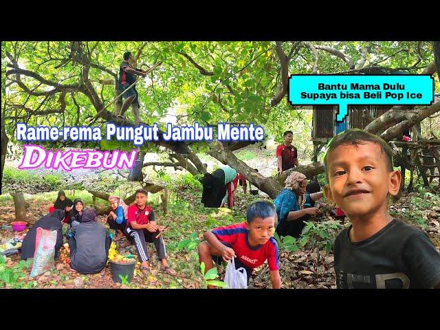 Rame-Rame Pungut Jambu Mente DiKebun.