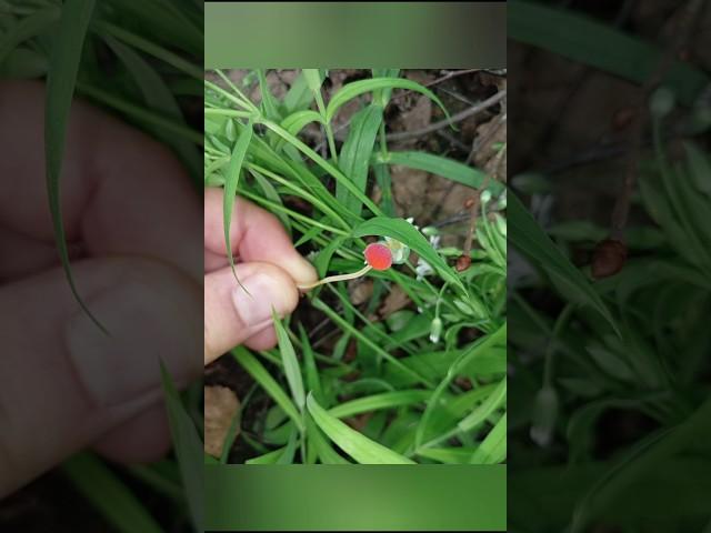 Мицена игловидная гриб Красная шапочка Mycena acicula #mushroom #шортс #nature #природа #лес #fungi
