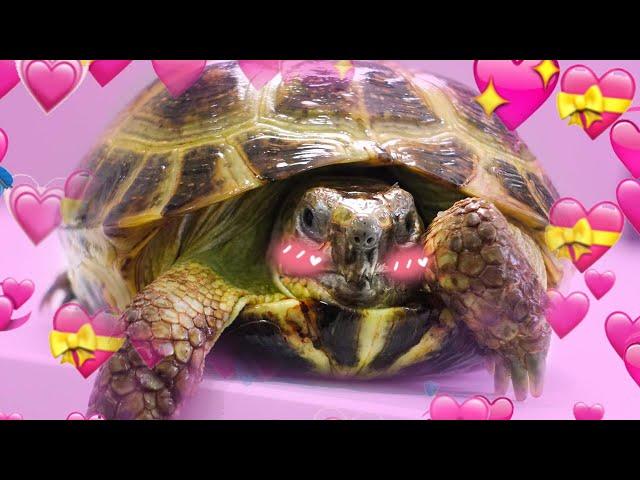 Why Tortoises Are the Greatest Reptiles Ever