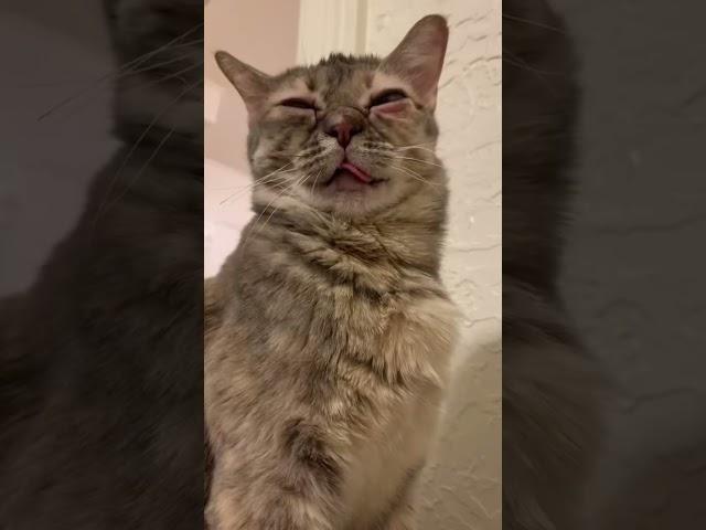 I know you guys have been wanting to hear her meow 