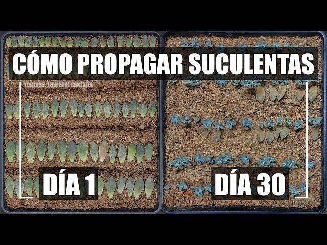 Como reproducir suculentas fácil y rápido / How to Propagate Succulents Easy n Fast CC English