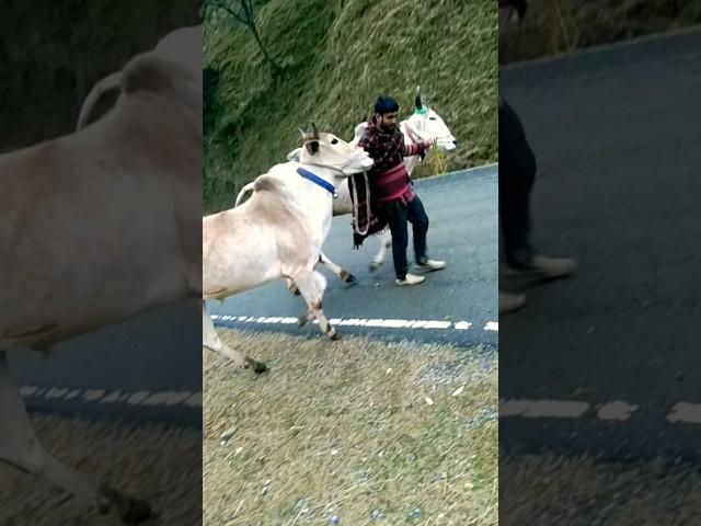 Zareen Thanamandi Ke Ox #new #oxxo #oxlover #oxrace #bull #bulllovers #bullrace #shortvideo #jk