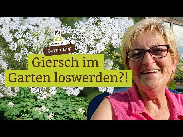 Giersch nimmt überhand? Wie wird man Giersch im Garten wieder los?