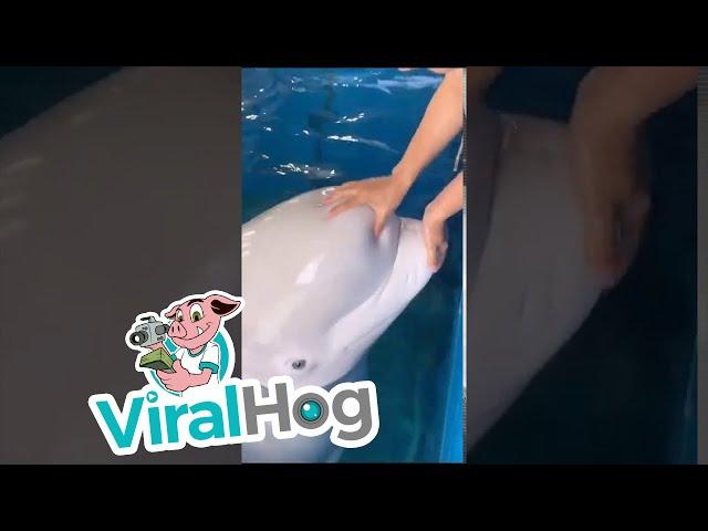 Beluga has a Squishy Head || ViralHog