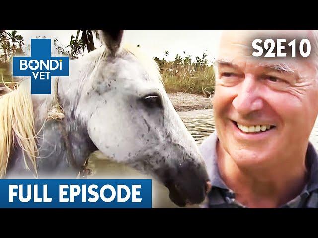 Dr Chris and His Dad Team Up In Fiji | Bondi Vet Season 2 Ep10 | Bondi Vet Full Episodes | Bondi Vet