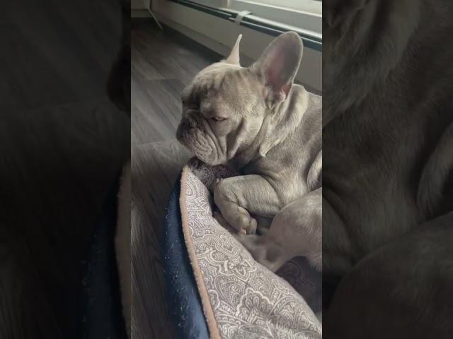 A Special Message From George G The Frenchie
