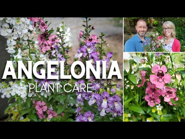  Angelonia Care  |  Friday Plant Chat 